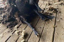 В Забайкалье в полном разгаре стригальная ком...