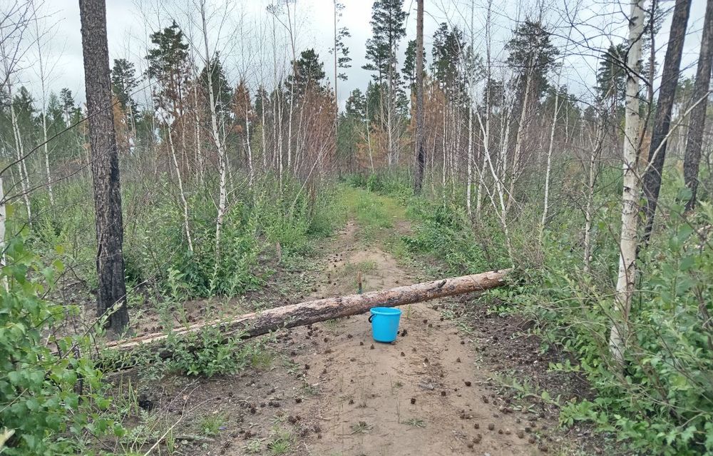 Лес рубят — искры летят