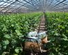 Две тонны огурцов – дневной урожай Читинского района
