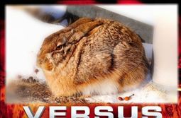 Заяц VS Кролик. Скоро на «Вечорке ТВ» (https:...