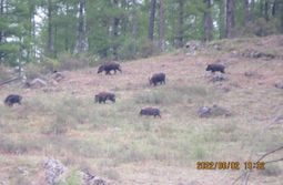 Вслед за медведями в Кыринском районе распояс...