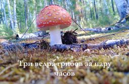 ​Три ведра грибов за пару часов в Чите — видеосюжет «Вечорки»