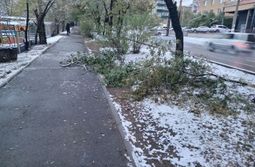 Первый снегопад в Чите наломал немало веток. ...