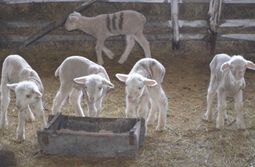 Овцеводы Забайкалья приступили к окотной камп...