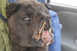 ​Живодеры взорвали петарду во рту щенка в Куке (18+)