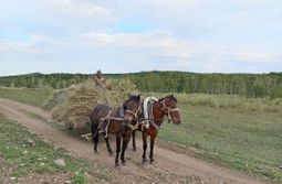 Сенокосная пора. Село Верх-Нарым. Читинский р...