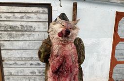 В Забайкалье орудуют волки-мутанты  Огромный ...