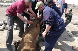 Спасение коровы, упавшей в подполье сгоревшег...