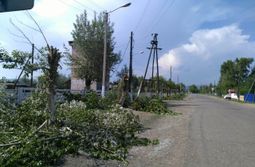 Тополям в Кыре не повезло. Люди не пожалели и...