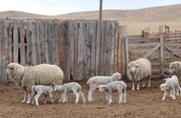Забайкальцев приглашают принять участие в проекте по развитию овцеводства