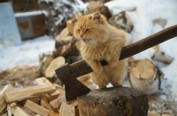 В лесу раздавался топор дровосека: за год в Забайкалье незаконно заготавливаются дрова на полмиллиарда рублей