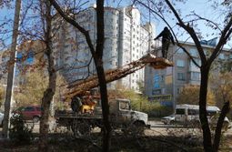 Горсети обрезают деревья по ул. Кастринская д...