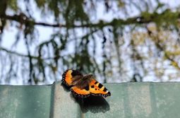 Последний привет ушедшего лета. Фото Елены Му...