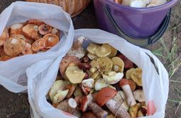 Такие великолепные грибочки наросли рядом с А...