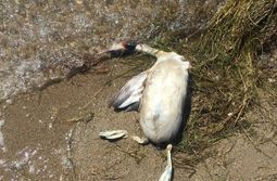 Дикие утки начали гибнуть на читинском озере ...
