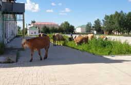 Коровы гуляют в центре города Нерчинска. 4 ию...