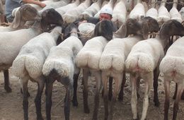 Одна баранья голова — хорошо, много — еще лучше: в Агинском округе запустили проект для увеличения поголовья овец