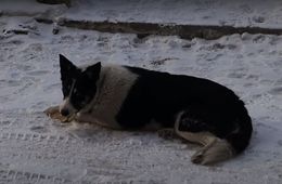 Следком начал проверку по сообщению о нападении бездомных собак на пенсионерку в Чите