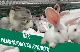 Вечорка ТВ: Как размножаются кролики 