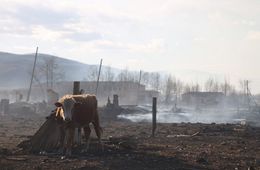 ​Лошади около Барун-Торея бродят вокруг дома, не находя своего навеса — он сгорел в пожарах (видео)
