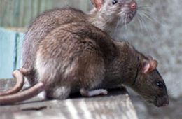 В Чите жильцов дома на улице Корейская атакуют крысы
