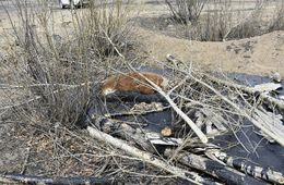 ​Разведка боем: Бедный скот — не горит, так тонет