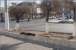 Бродячие псы осаждают центр Читы