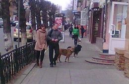 Бродячие псы оккупировали подступы к зданию школы на улице Чайковского