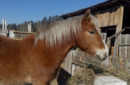 Ликвидация конефермы в Шилке: племенных коней отдали за бесценок
