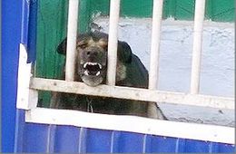 Свирепые псы бродят вокруг детского сада в Смоленке