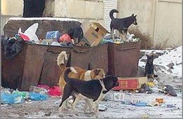 Читинские собаки продолжают грызть детей