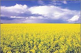 Жители Ковылей не поддержали проект по выращиванию рапса