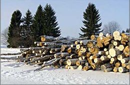 Семья в Бургени заняла оборону и препятствует полиции, которая намерена изъять у них древесину