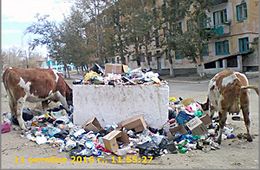 ООО «Багульник» в Ясной дерет с жителей в три шкуры за вывоз ТБО, но мусор не вывозит