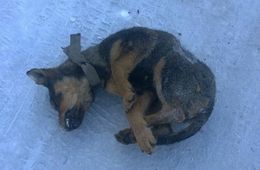 Убийца — холод или человек?