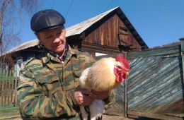 Ещё один петух от «Вечорки» нашел свою судьбу