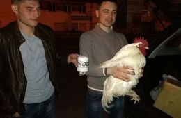 Очередной петух «Вечорки» добрался до победителя