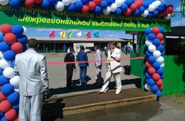  Бараны, овцы, козы и козлы застыли в ожидания приезда Меняйло