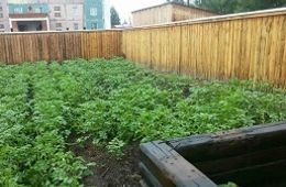 У жителя Краснокаменска изъято 84 куста конопли