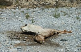 Банда недоброжелателей отравила водопой шилкинского фермера