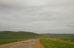 Полиция задержала 85 гастарбайтеров, незаконно собиравших солодку в Краснокаменске