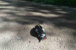 В центре Читы гибнут дятлы (фото)