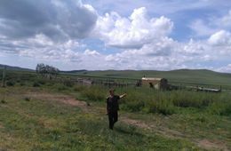 Волки в Борзинском районе учили волчат убивать на домашних овцах