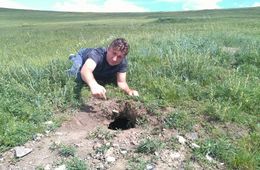 День сурка: Предстоящая зима в Забайкалье будет лютой (фото, видео ловушка)