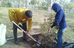 «Вечорка» приняла участие в озеленении площади Декабристов в Чите
