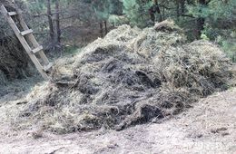 В Чите продают гнилое сено пенсионерам
