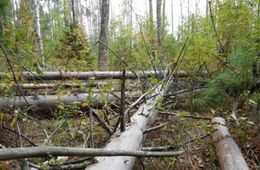 Госдума рассмотрит проект об отмене штрафов за сбор валежника