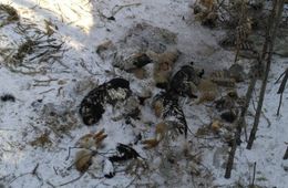 Массовое захоронение собак обнаружила «Вечорка» около «Регистана»