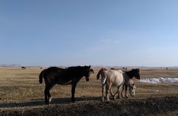 Четыре фуры, незаконно вывозившие коней в Казахстан, задержали в Забайкалье