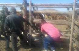 Казахи поставляют забайкальских лошадок афганским моджахедам